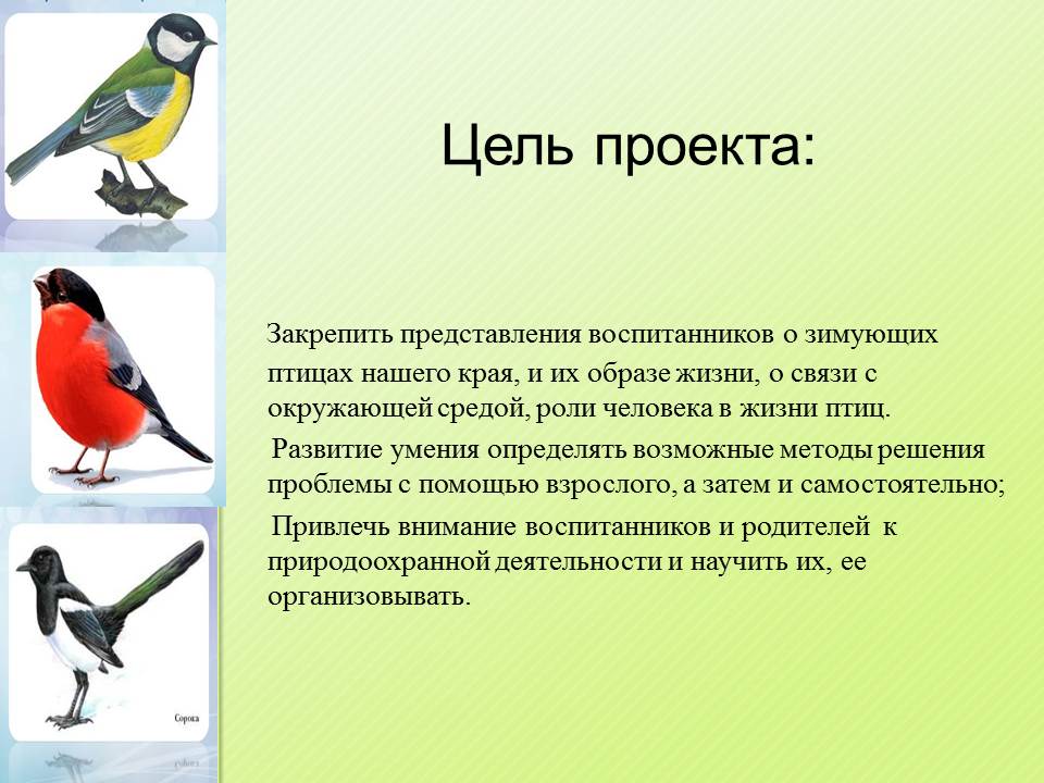 Проект по оказанию помощи зимующим птицам вашего региона